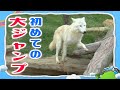 ジャンプで橋を渡る狼＜ホッキョクオオカミ＞【I LOVE みんなのどうぶつ園公式】Arctic Wolf in Nasu, Japan.  Only pair in Japan!