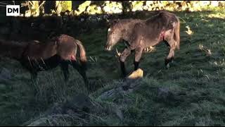 🐺 Los ganaderos pasiegos, «desesperados» por los ataques de lobo #Cantabria