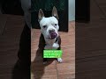 como cuando te ponen apodos y no te gusta 🐶🤣🤔 #humor #risas #comedia #chistes #paratiii #short