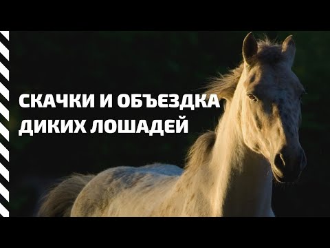 Скачки и объездка диких лошадей на Горном Алтае // Конные забавы