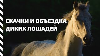 Скачки и объездка диких лошадей на Горном Алтае // Конные забавы
