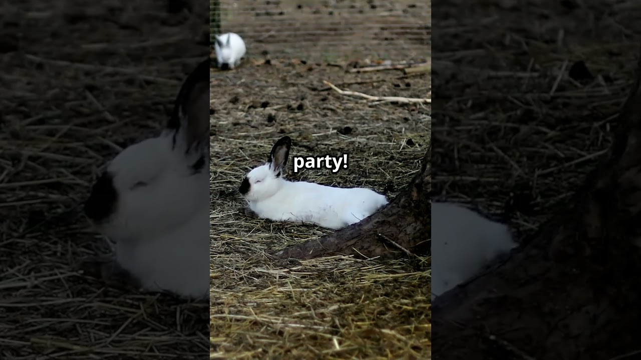 Napoleon's Fluffy Battle: The Bunny Attack! 