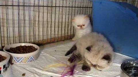 Video 909331: himalayan kitten, flame point himalayan, himalayan male, himalayan female