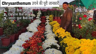 आप भी रामविलास जी की तरह गुलदावदी उगाऐं || Gardenin with Ramvilas chrysanthemum care