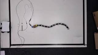 Evolved Snake Robot Gait (22x speed)