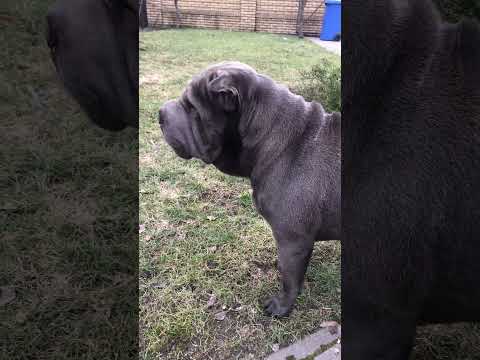 Video: Kineski Shar-Pei