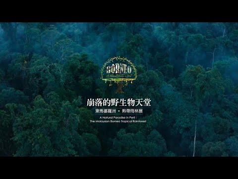 崩落的野生物天堂 東馬婆羅洲熱帶雨林展　|　荒野保護協會