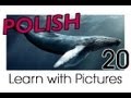 Learn Polish with Pictures - Marine Animals