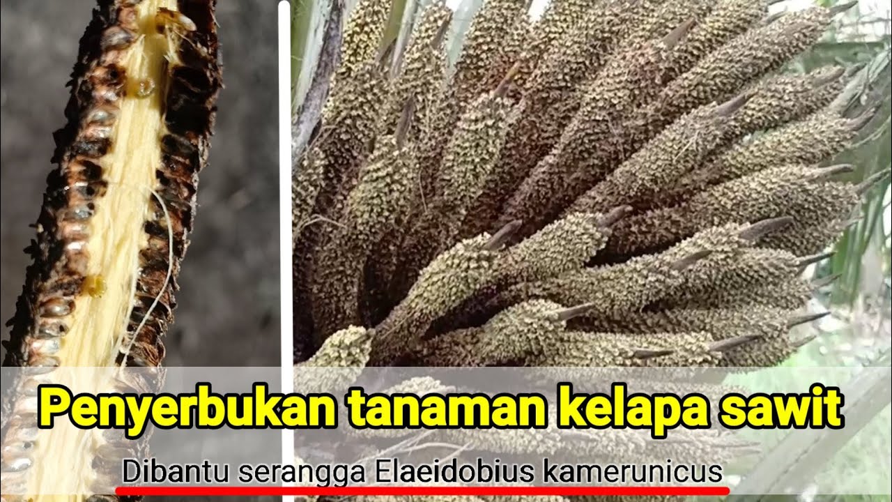 Penyerbukan pada tanaman kelapa sawit || dibantu serangga penyerbuk Elaeidobius kamerunicus.