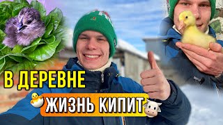 ПРОПАЖА ВЕРНУЛАСЬ🐮 Будни фермера в деревне: Павлины, Инкубации 2024, Пополнение за пополнением 🐥