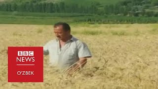 Наманганлик фермер: 'Ҳокимнинг дастидан тоқатимиз тоқ бўлди'