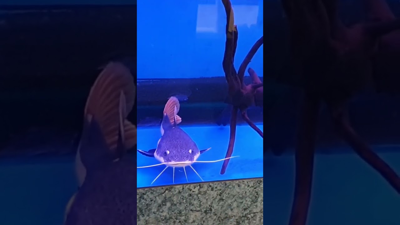 catfish fish! hito or pantat YouTube