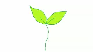 sprout (video)