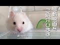 感動映画を ハムスターがご 紹介♪ネタ動画です（笑）