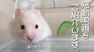 感動映画を ハムスターがご 紹介♪ネタ動画です（笑）