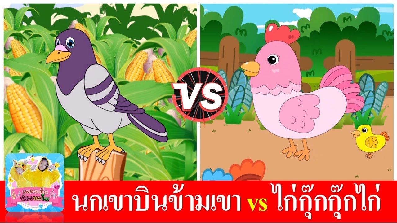 นกเขาบินข้ามเขา vs ไก่กุ๊กกุ๊กไก่