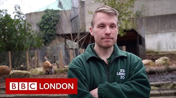 Learning to be a zookeeper during lockdown