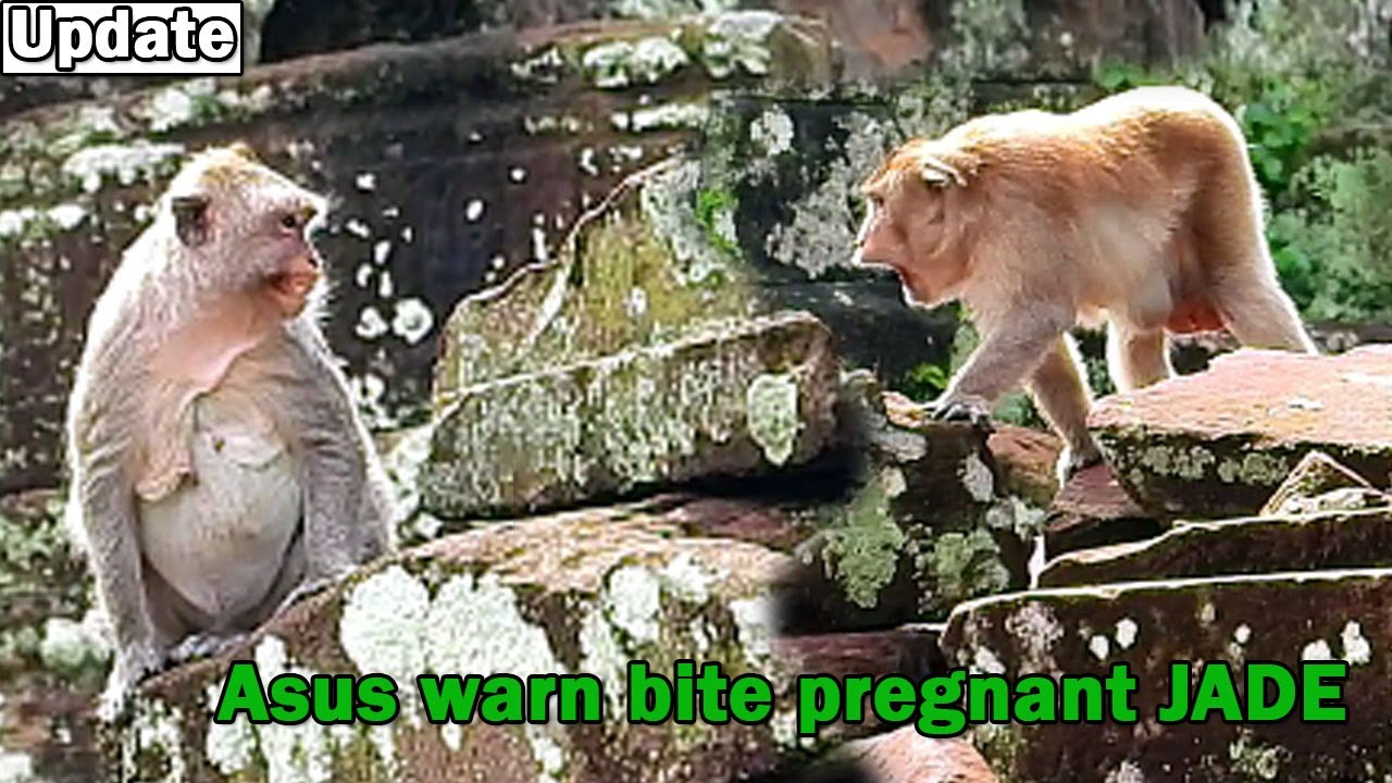 Pregnant monkey JADE got terrible warn attacking by big monkey Asus try run escape with difficult