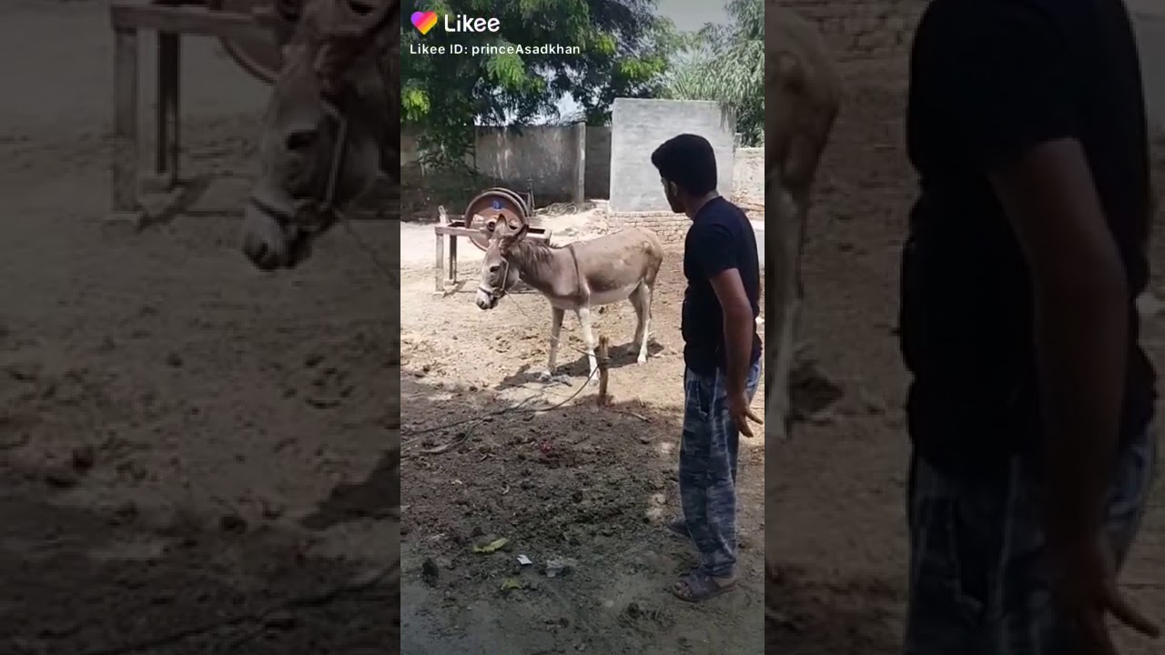 donkey vs human