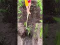 Farmer hoes soil carefully showing precise farming method