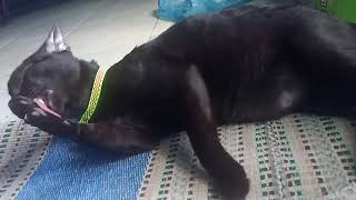 Video Kucing Mandi - Jojo The Cat