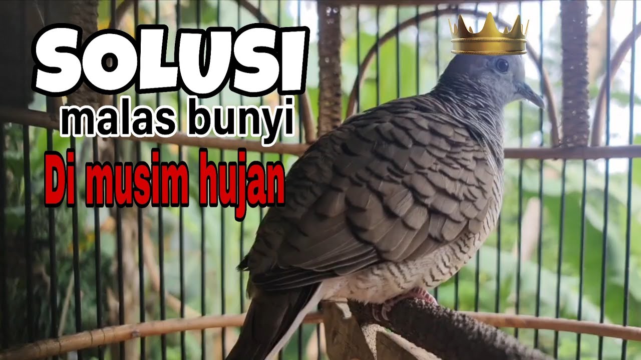 Perkutut lokal gacor solusi males bunyi