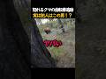 怒れるクマの自転車追跡… 実は犯人はこの男!?