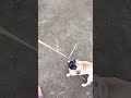 Blending puggy #pug #cute #pet #love #gift #fun #play #entertain #puppy #animallove #funny #doglover