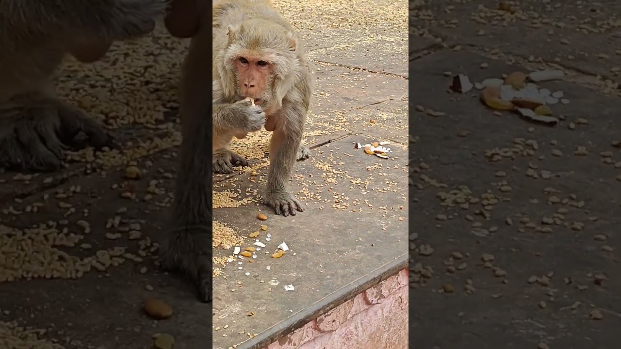 Ekadanta Vakratundaya Shorts Trending Viral Ytshorts Reels Trendingshorts Youtubeshorts - Hindi Status Tube