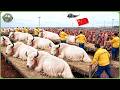 China S Massive Livestock Farming How Farmers Harvest Millions Of Tons In Harsh Terrain 