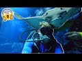ATTACKED BY STING RAY IN DUBAI!