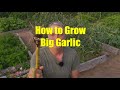 How to Grow Big Garlic