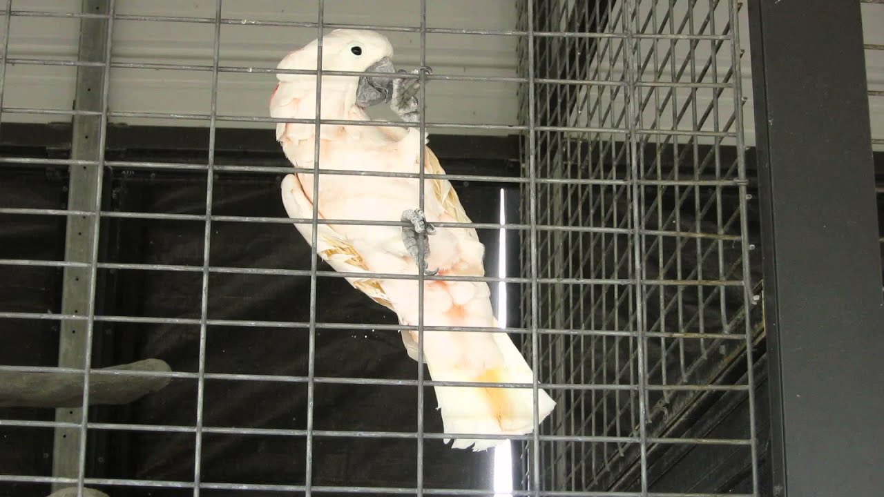 Big Cat Habitat & Gulf Coast Sanctuary - Bird Talk