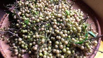 Quả mác mật Cao Bằng