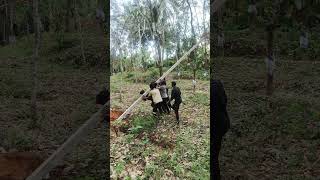 Electric Pole erection #electrical#short#shortsbreak