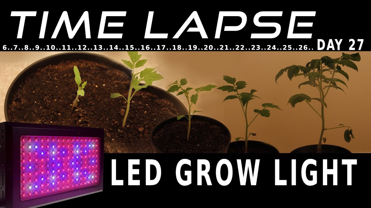LED grow light plant grow timelapse YouTube