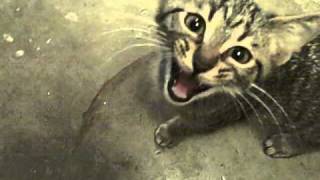 Baby Kittens Meowing