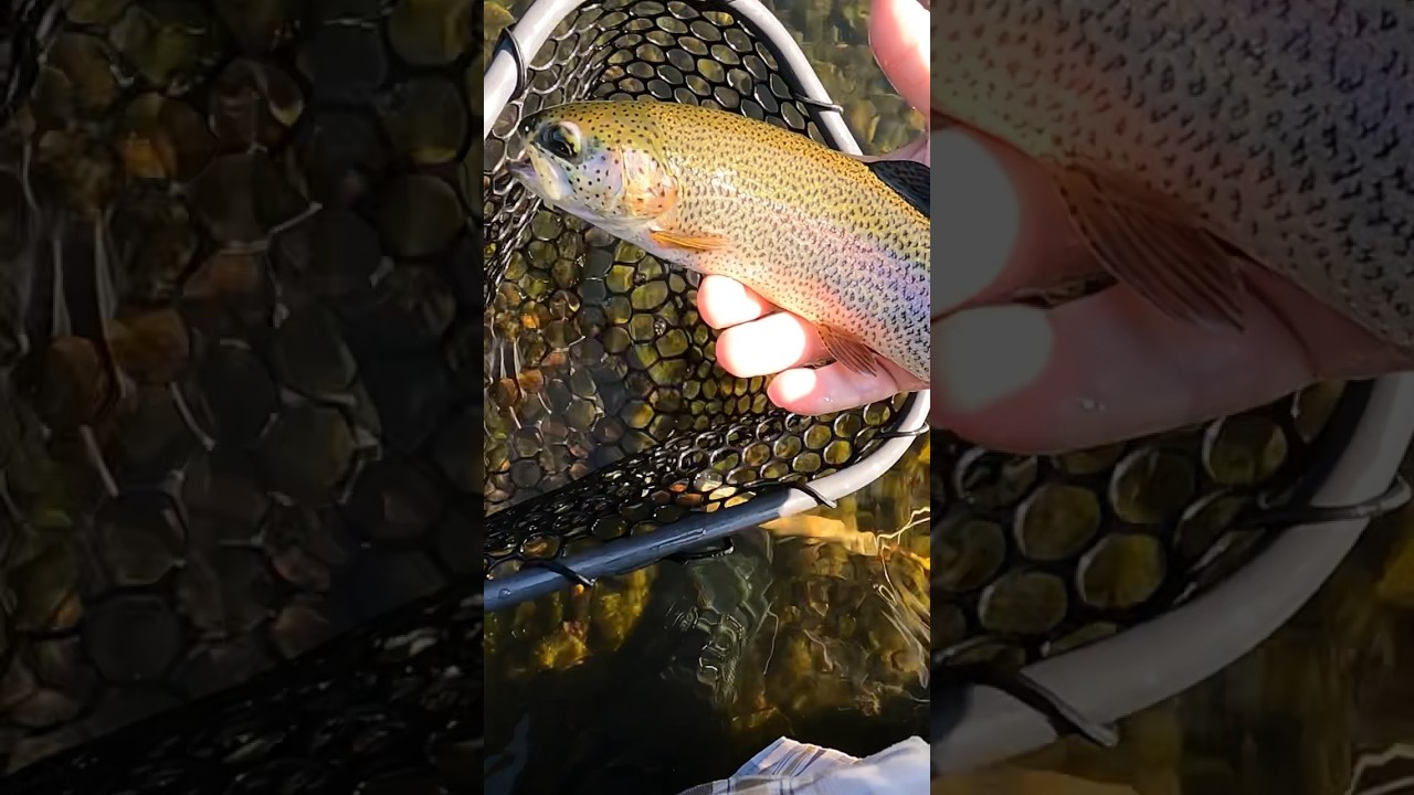 First Trout of the day on the White River Beaver Tailwater Arkansas  