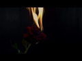 Free Stock Footage - Rose and Fire (slow motion)