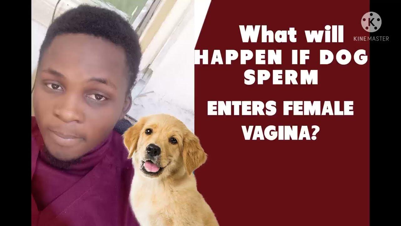what-will-happen-if-a-dog-sperm-enters-female-vagina-youtube