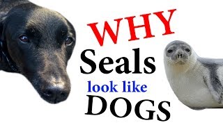 Why Seals look like Dogs. (VERY IMPORTANT VIDEO)