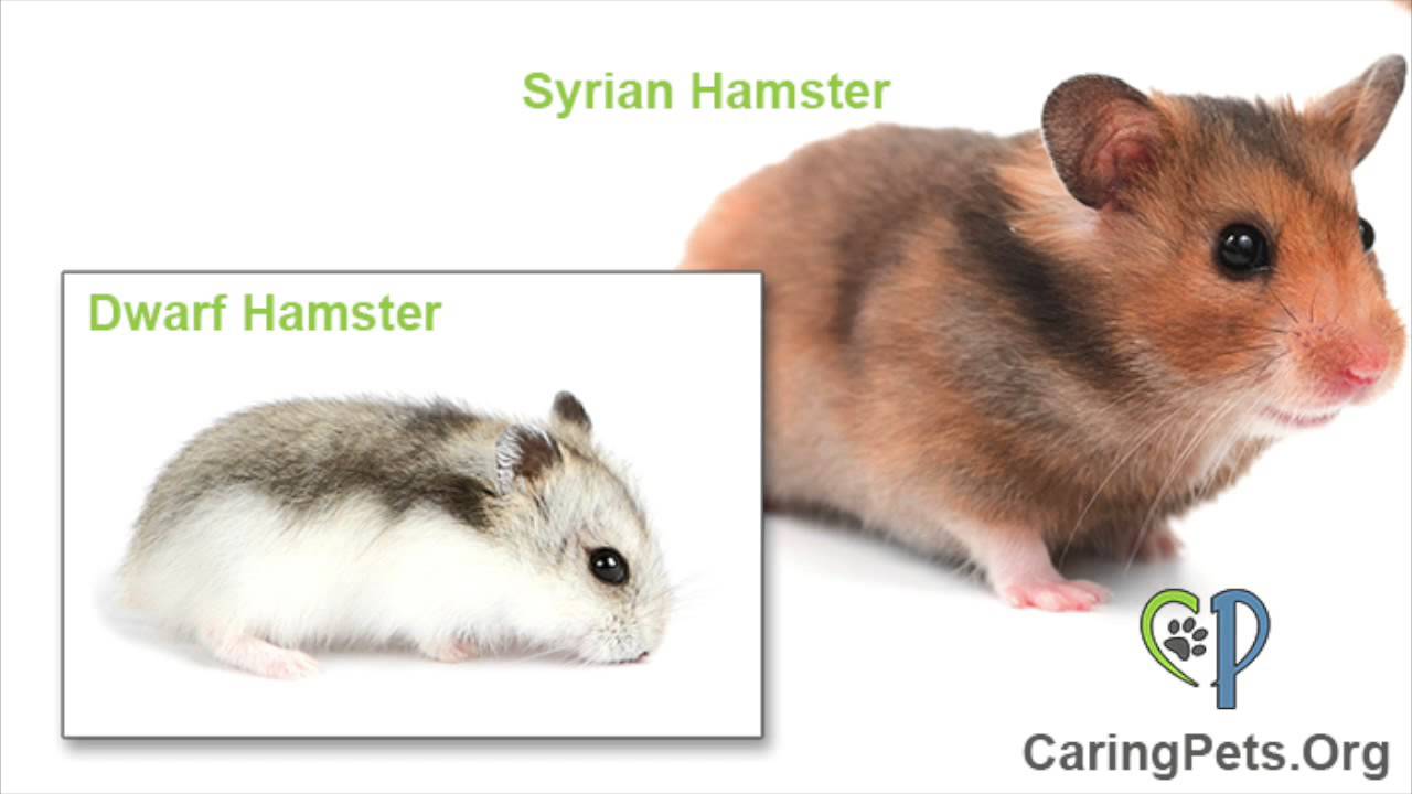 syrian hamster care