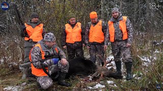 Два ЛОСЯ и МЕДВЕДЬ. Добрать подранка любой ценой.