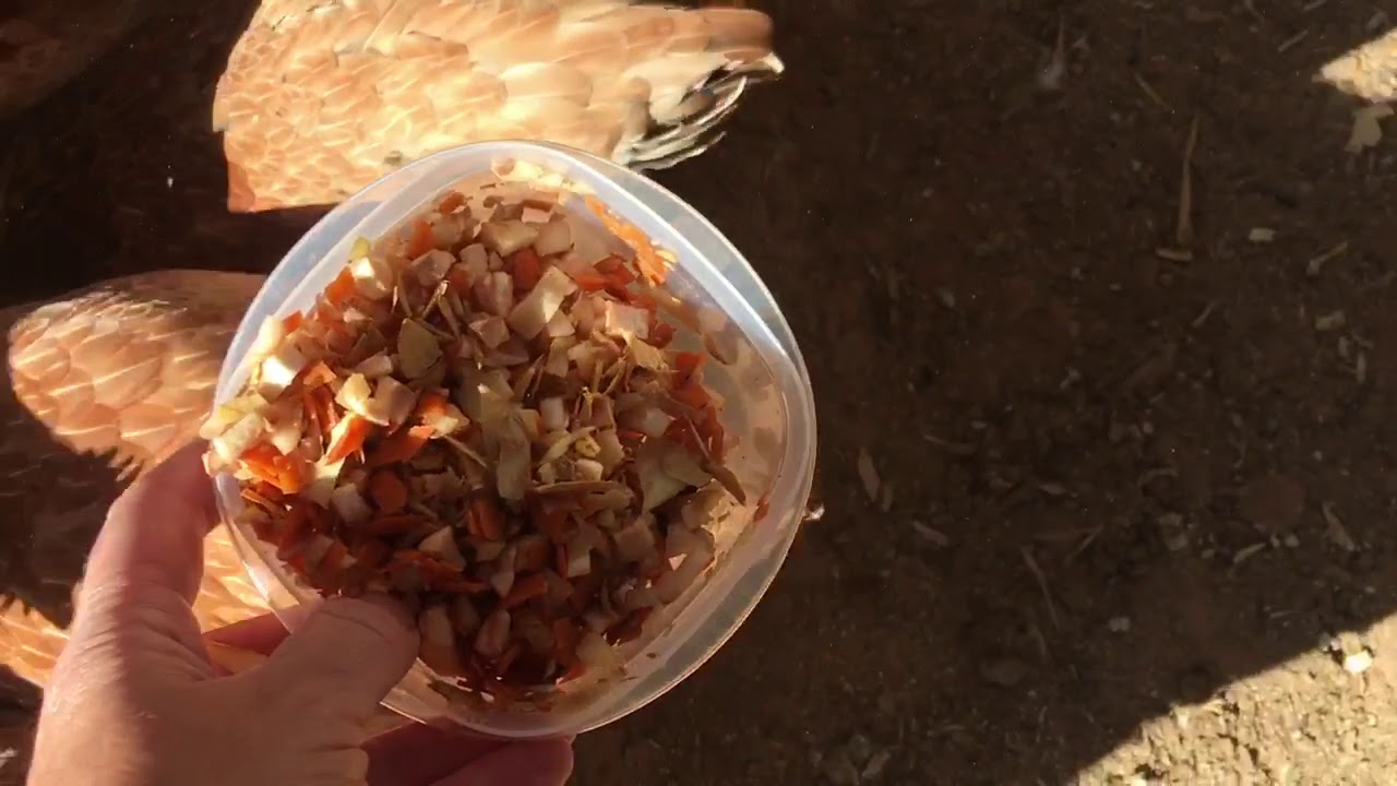 Kitchen scraps for chickens - YouTube