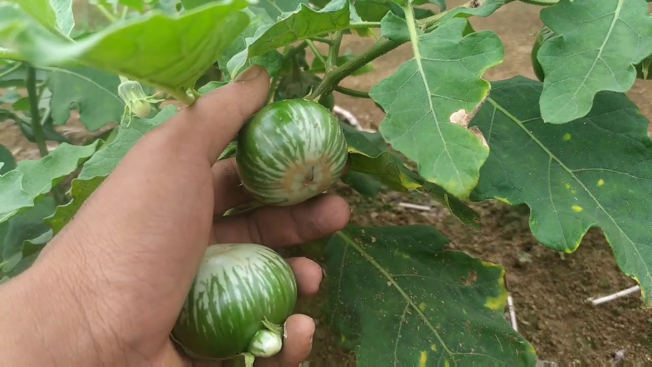 Panen terong lalap sudah dapat 500kg lebih