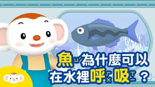 【生物小知識】魚為什麼可以在水裡呼吸？｜小行星樂樂TV screenshot 5