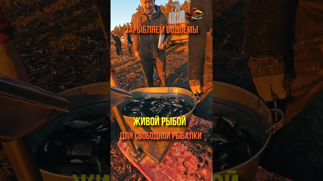 Яркое Зарыбление Для Свободной Рыбалки Сазан #shorts https://youtube.com/shorts/TdfF04U5P2I