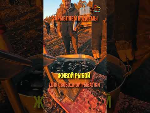 Яркое Зарыбление Для Свободной Рыбалки Сазан #shorts https://youtube.com/shorts/TdfF04U5P2I