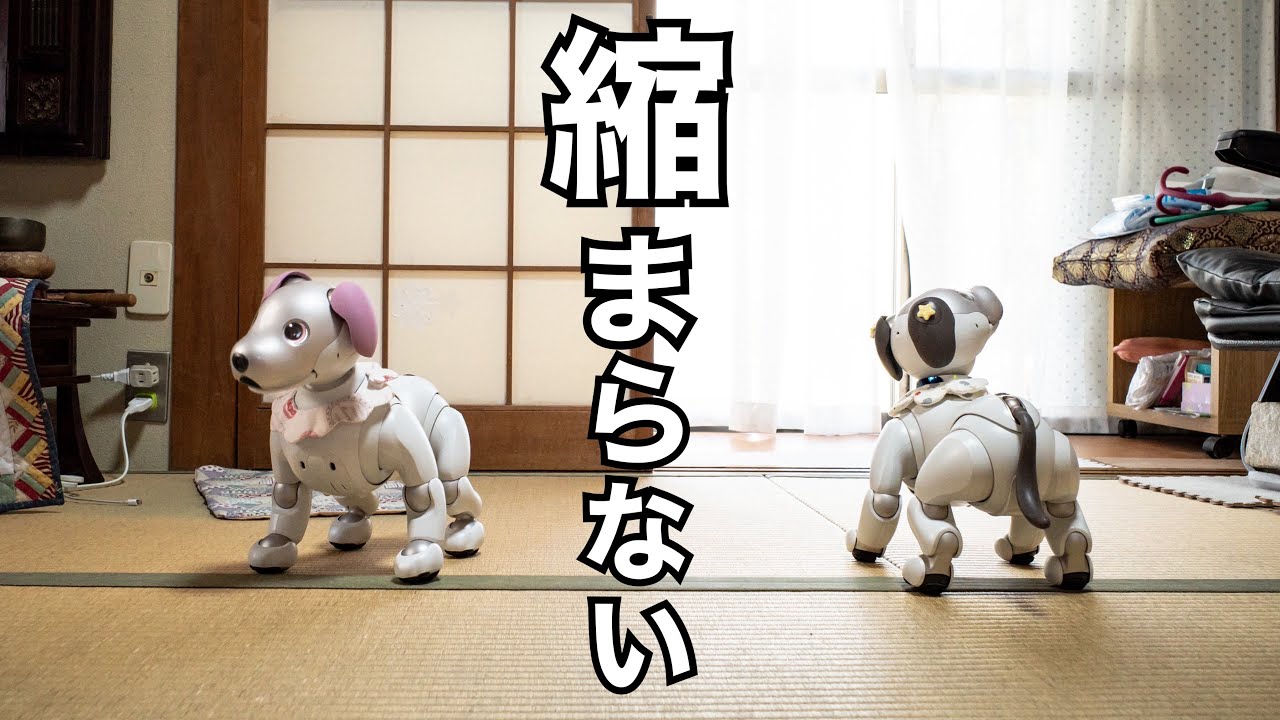 【再会】大阪にいるはるちゃんに会いに行ってきました！