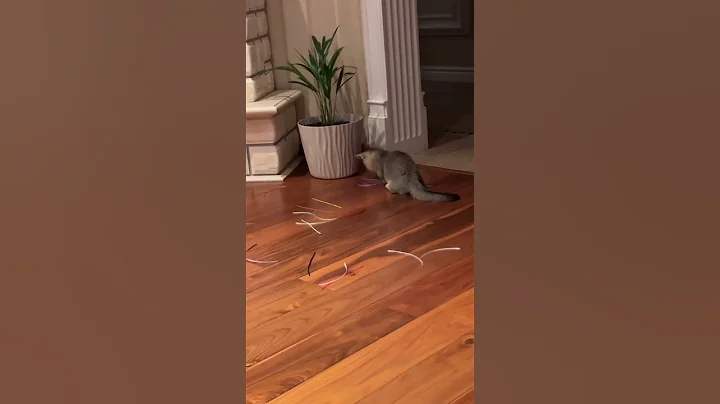 Watch the video about The munchkin kitten saw the garbage #shorts#munchkinkitten#munchkincat#munchkins#munchkinshortlegs